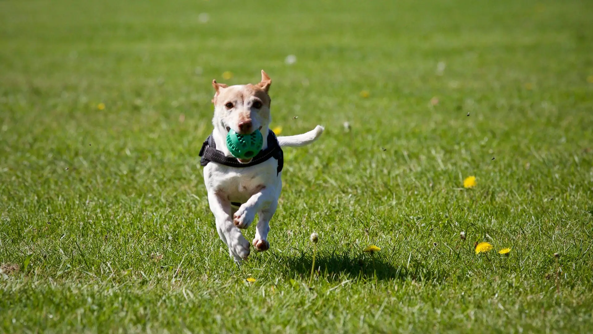 A tan and white dog running joyfully through a green grassy field with a green ball in its mouth.