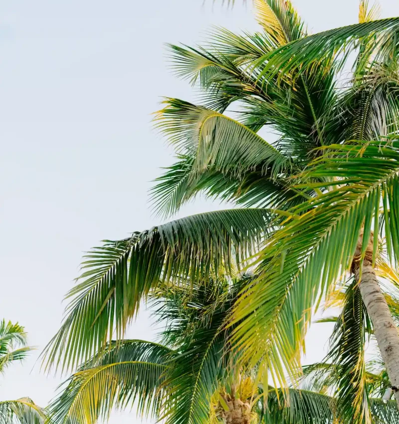 Low-angle shot of vibrant green palm tree fronds against a clear, light sky.