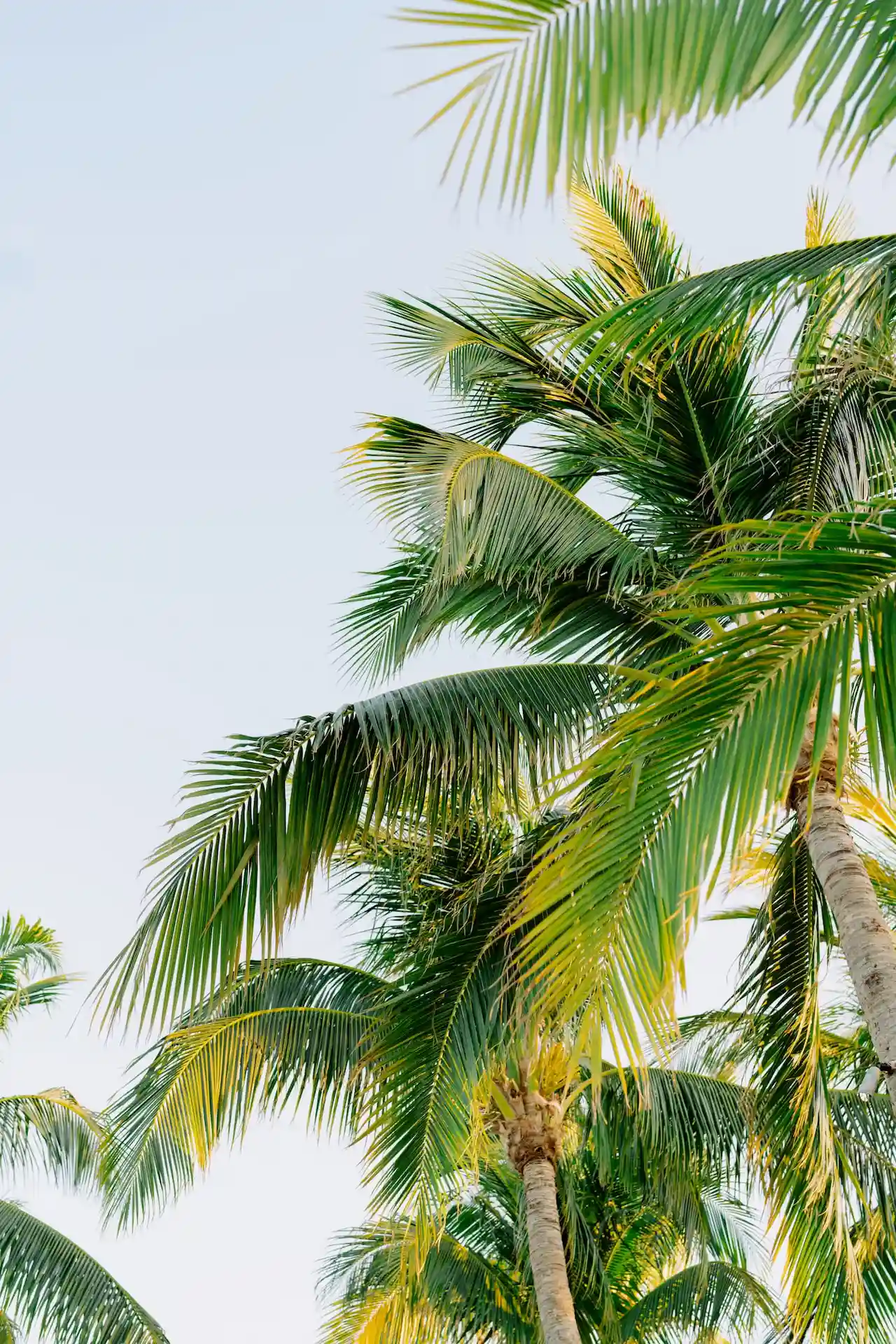 Low-angle shot of vibrant green palm tree fronds against a clear, light sky.