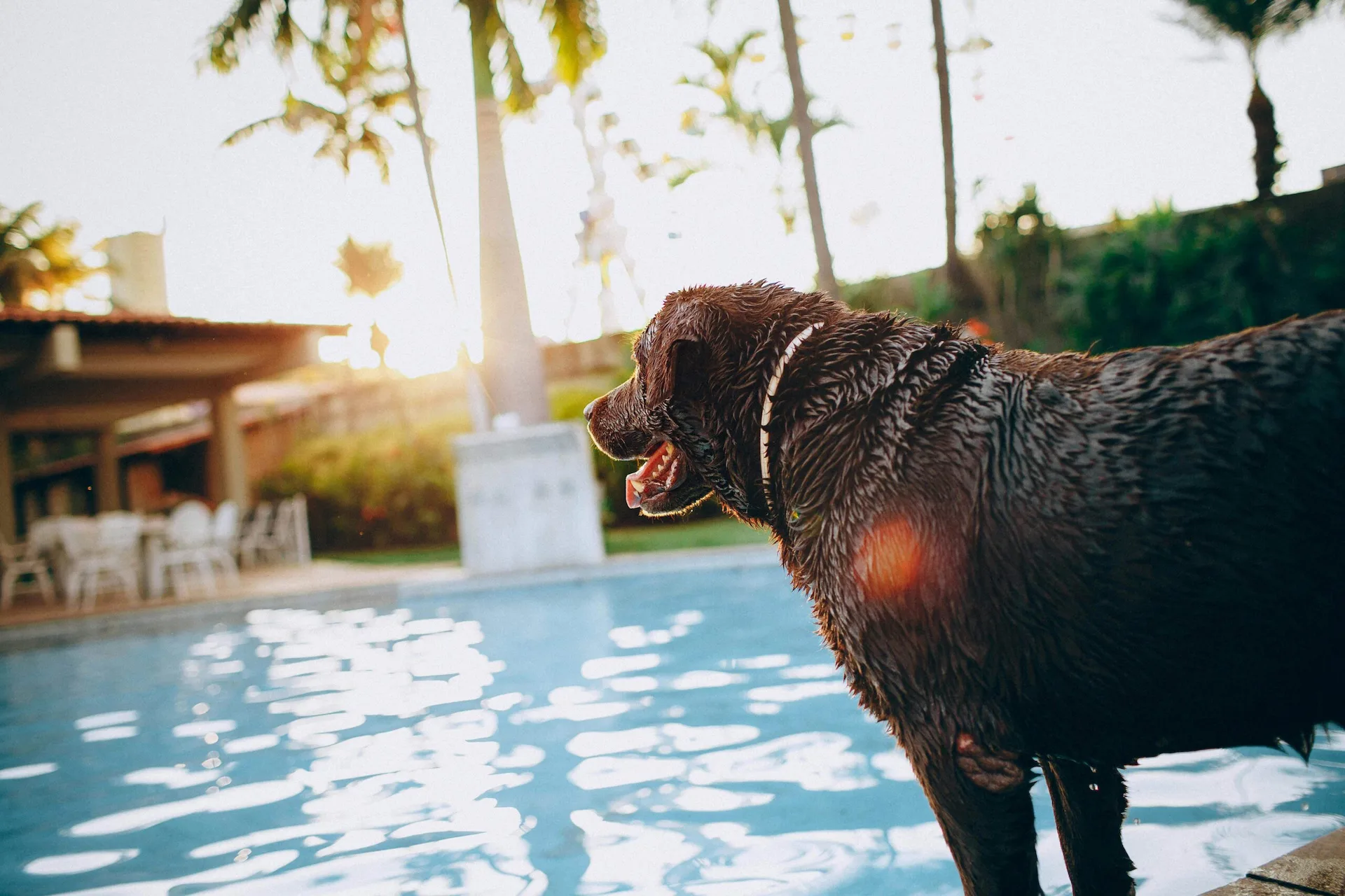 A wet brown dog standing by a resort swimming pool at sunset with palm trees in the background.