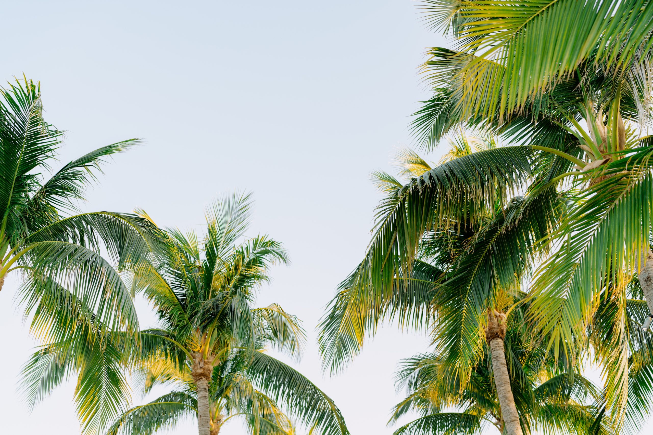 2024-05-31_HWK_Oasis Cay Lawn_Kenny Wedding_Markie Walden_147