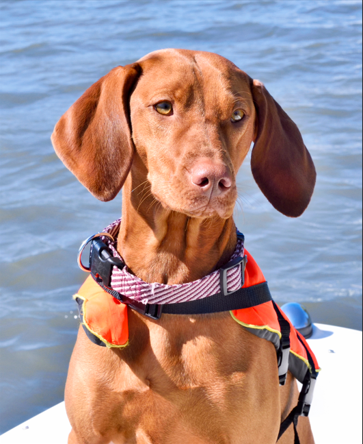 Dog on Boat