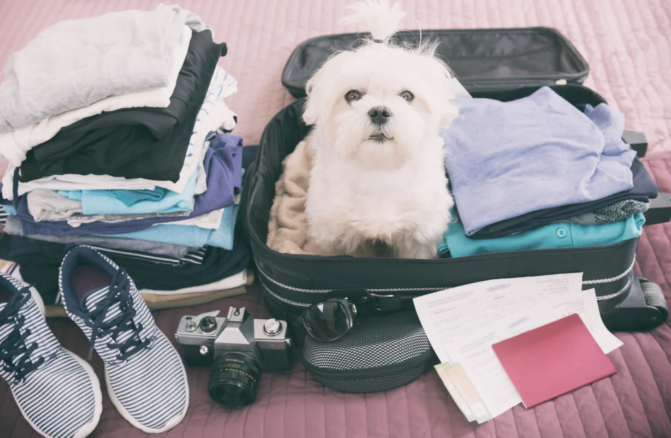 Dog in Suitcase
