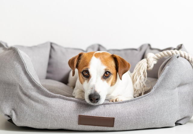 Dog on Bed