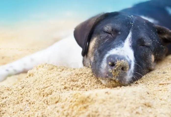Dog on Sand