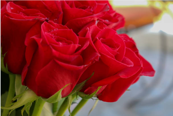 Roses